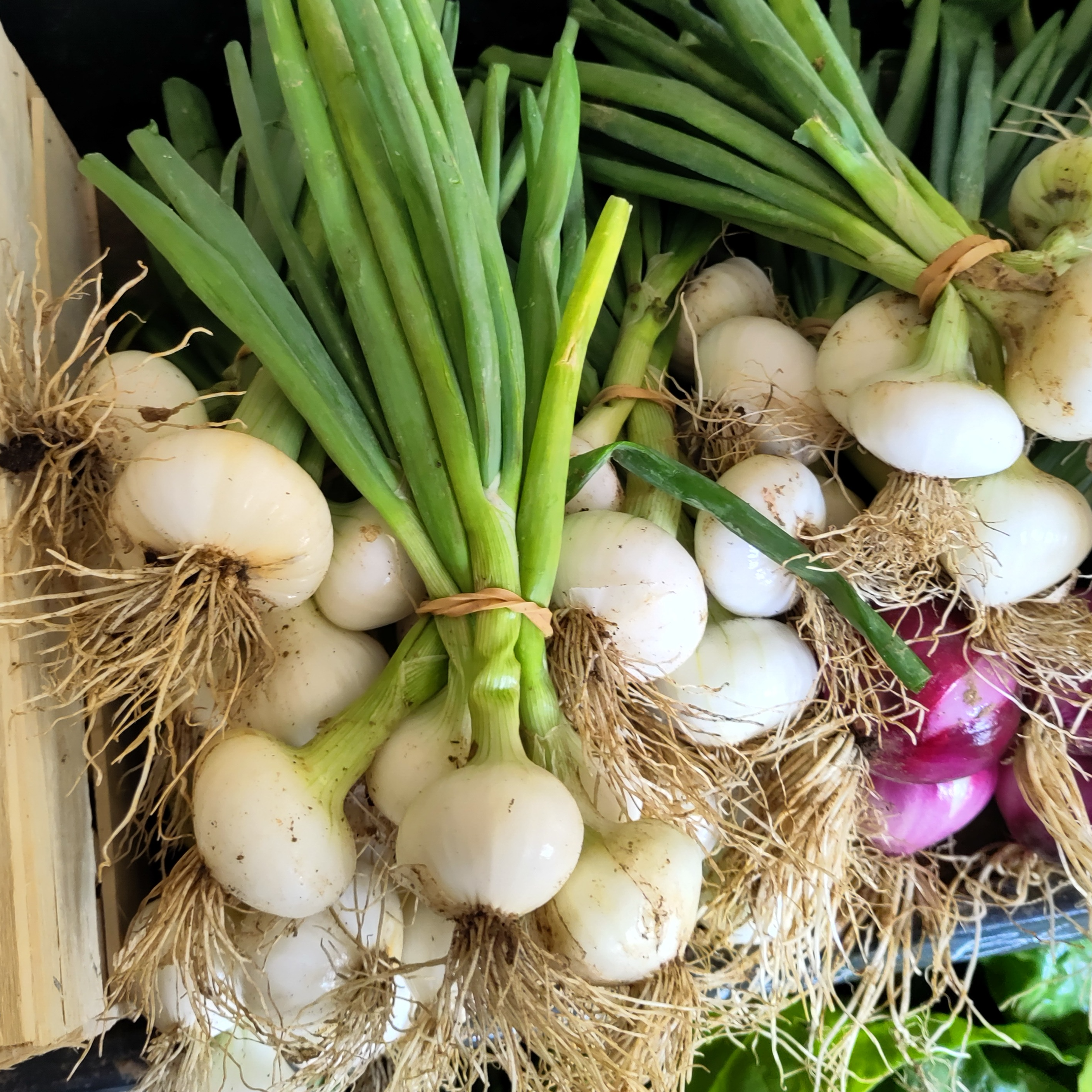 Oignon blanc botte BIO