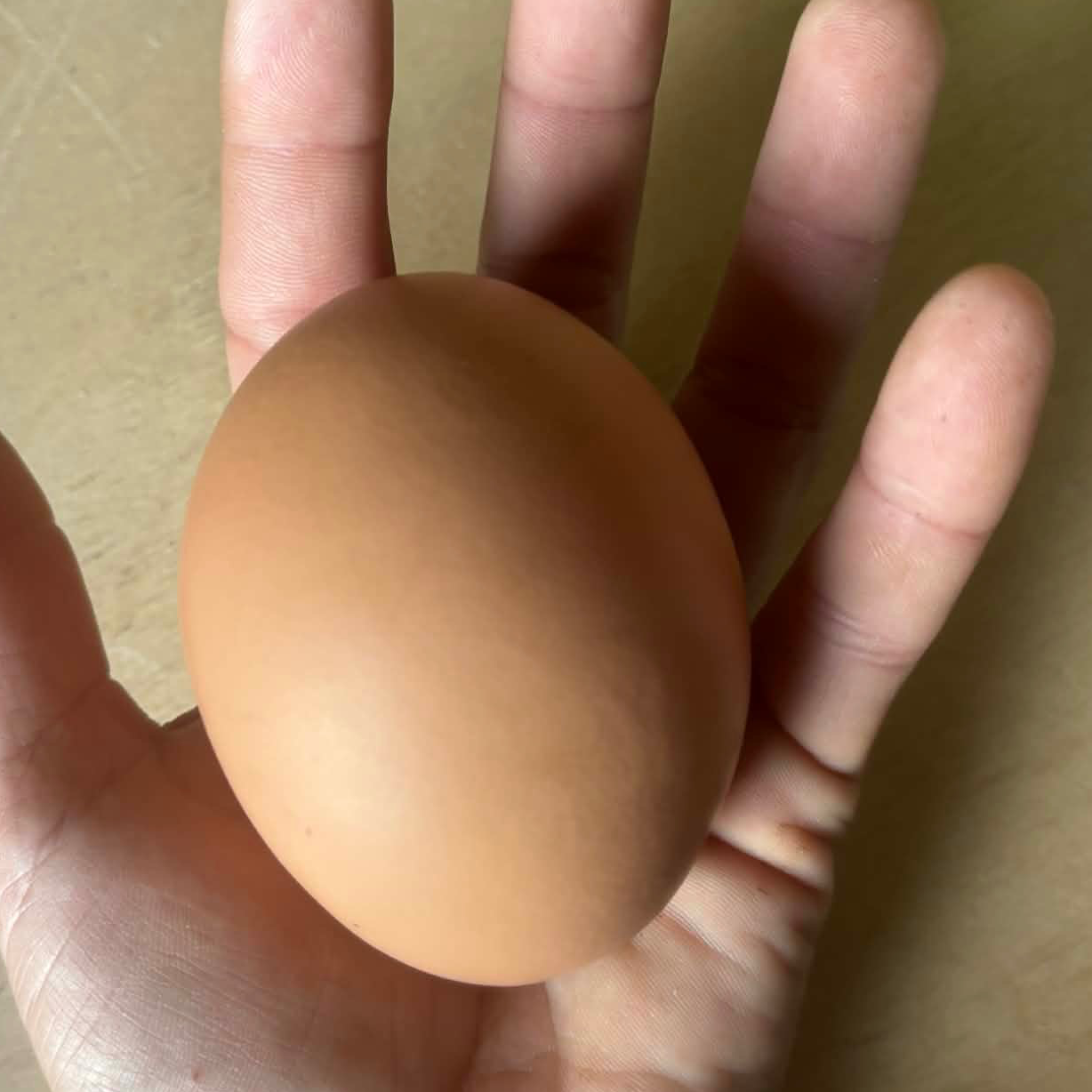 Oeufs extra frais TRES GROS  x6