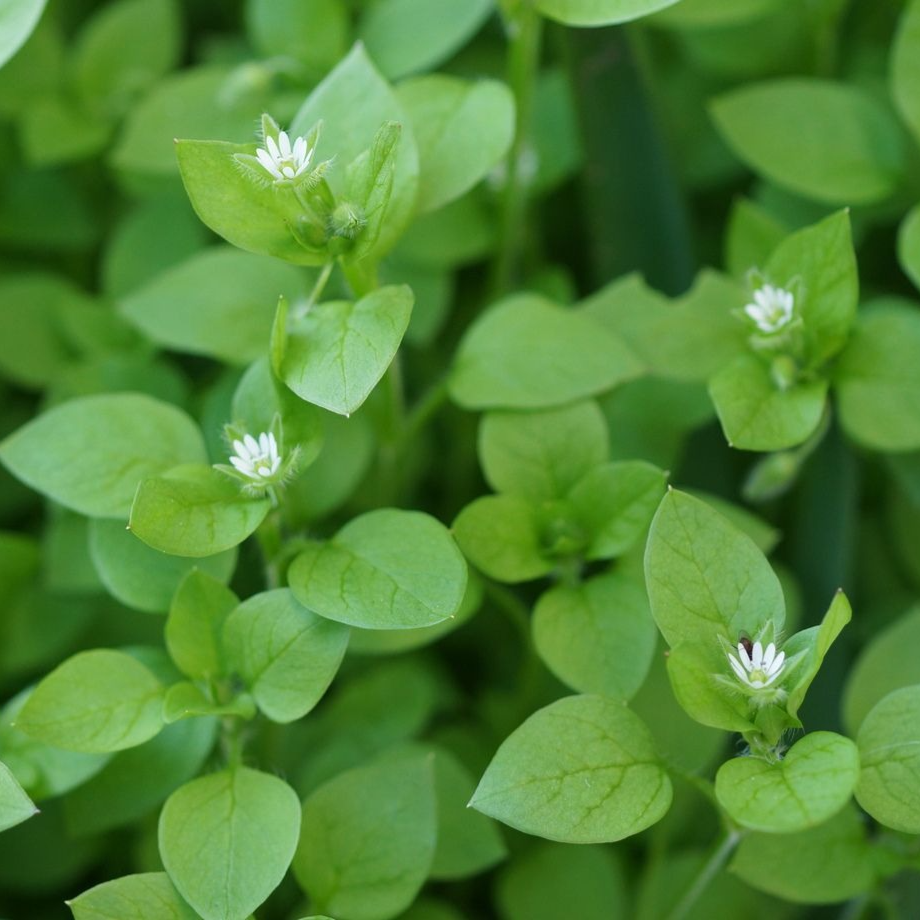 Mourron des oiseaux (par 20gr)