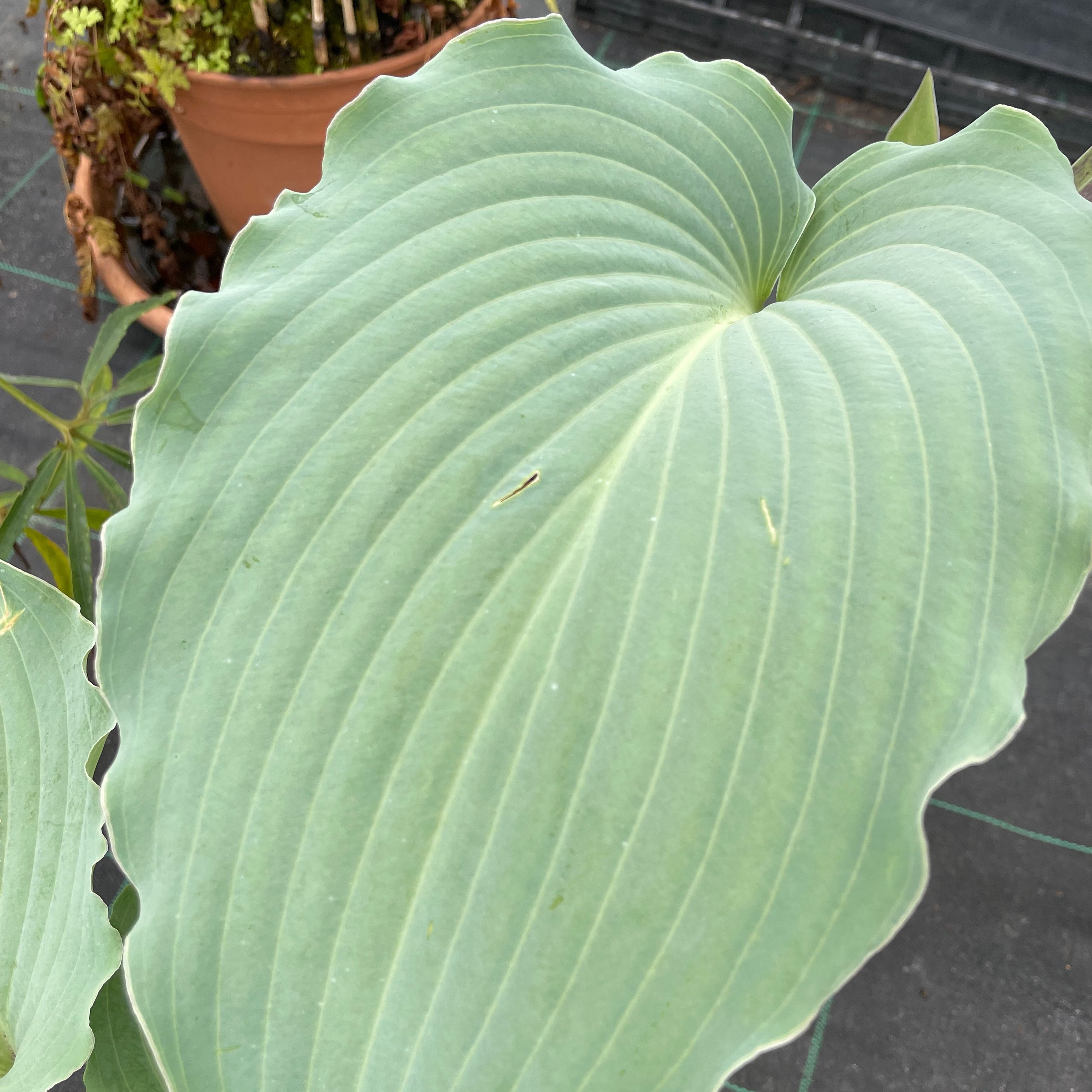 Hosta 'Skywriter'