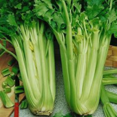 Céleri branche