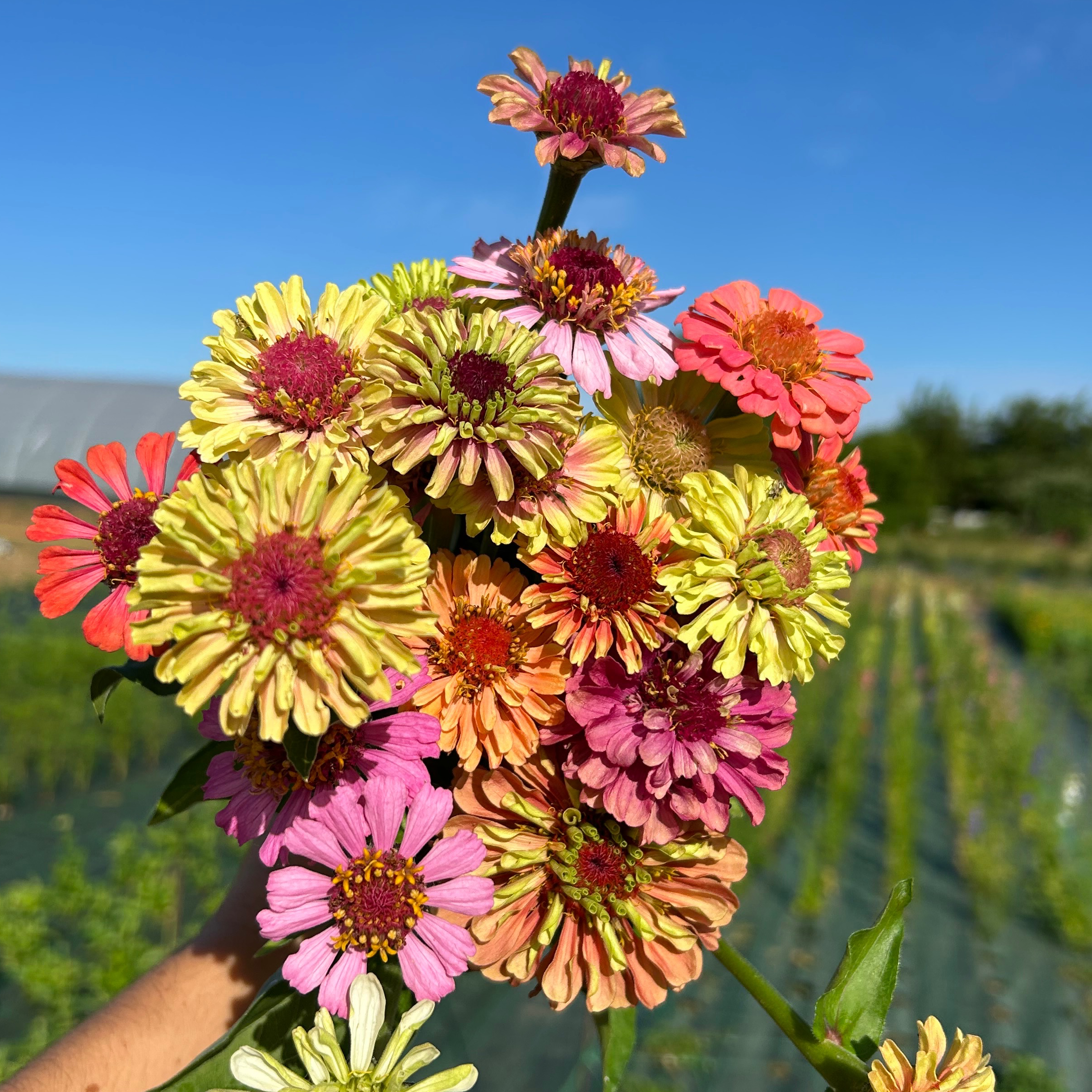 Zinnias mix simple ou double