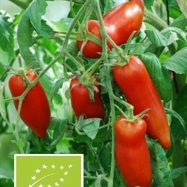 Tomate ancienne - Cornue des Andes - 1 plant