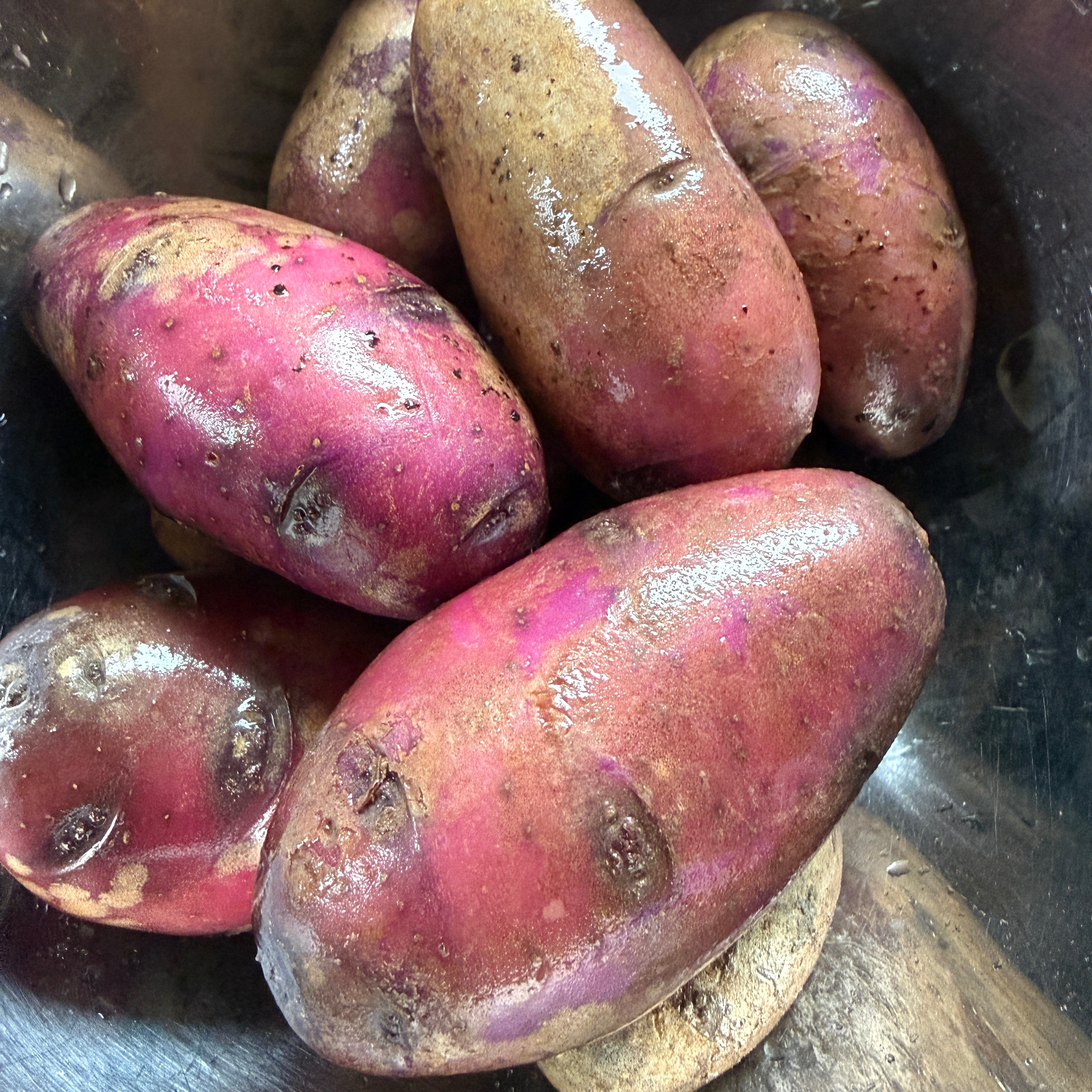 Pomme de terre violette Ulysse