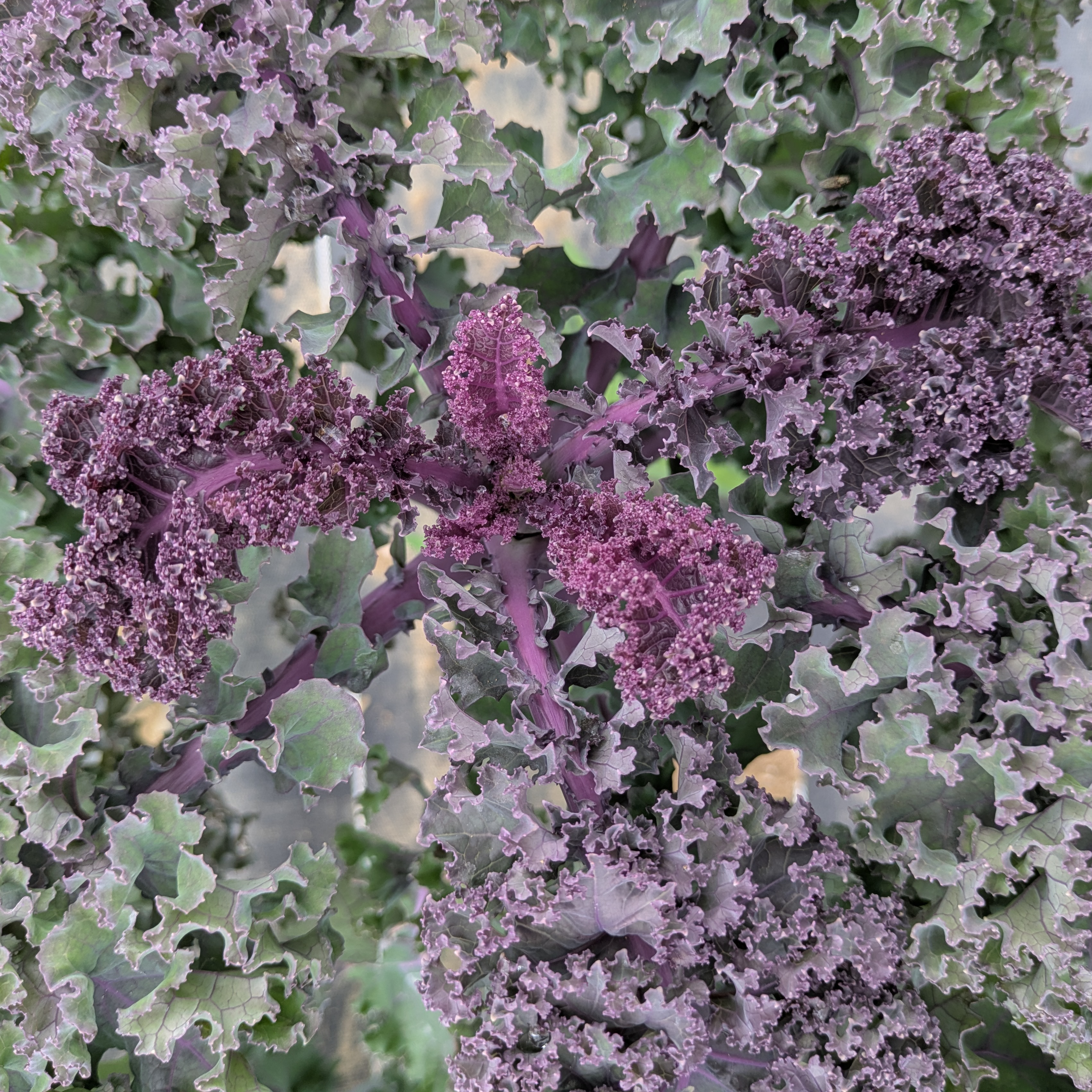 chou kale rouge