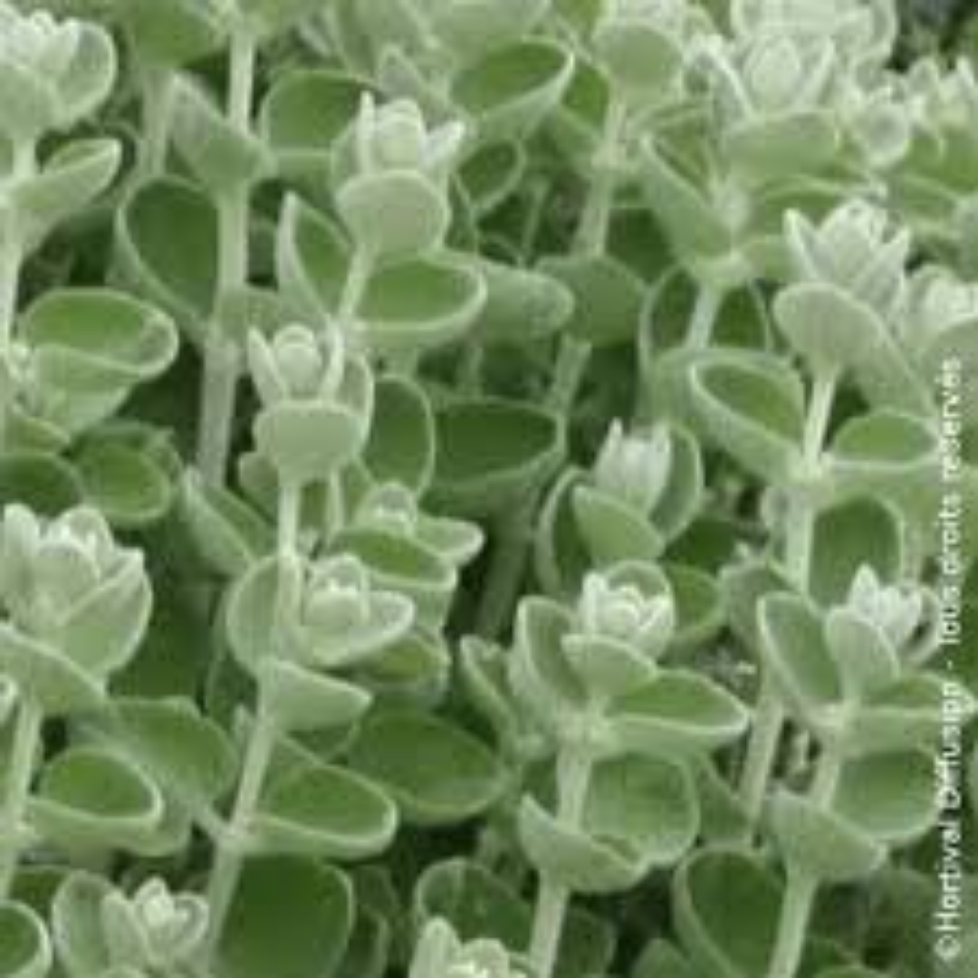 Ballota pseudodictamnus ‘Nana’