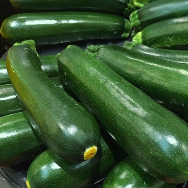 Courgette Verte de Milan - godet 8 cm