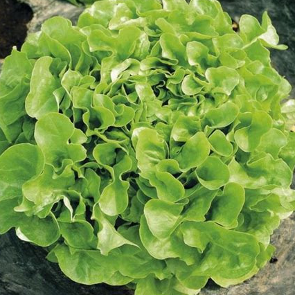 Plant - salade / lot de 6 feuille de chêne verte