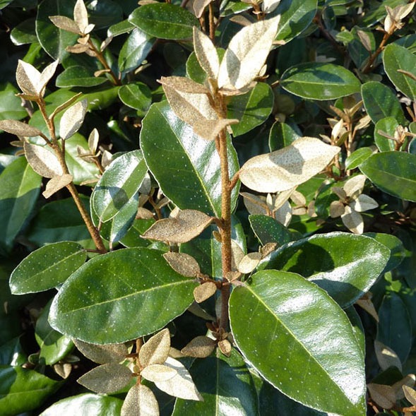 Chalef de ebbing : Elaeagnus x Ebbingei Pot 1L