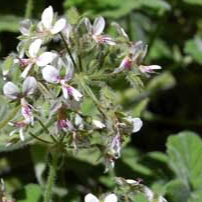 Plant Géranium Menthe - 650g