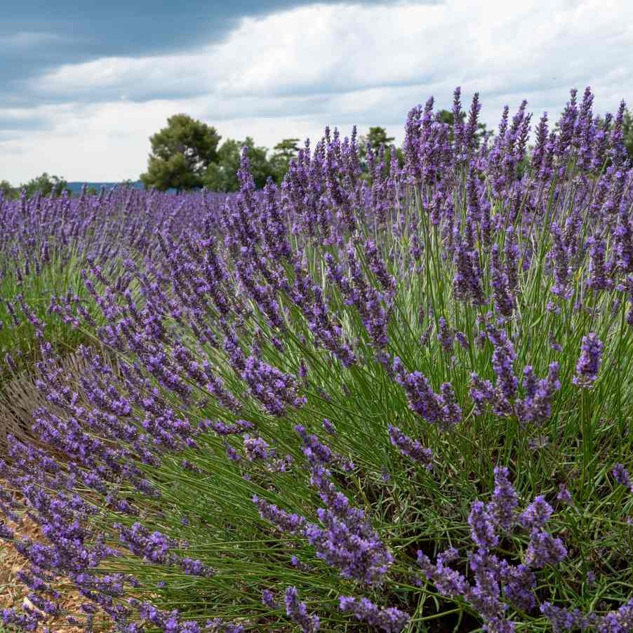 Lavande en  godet 8cm