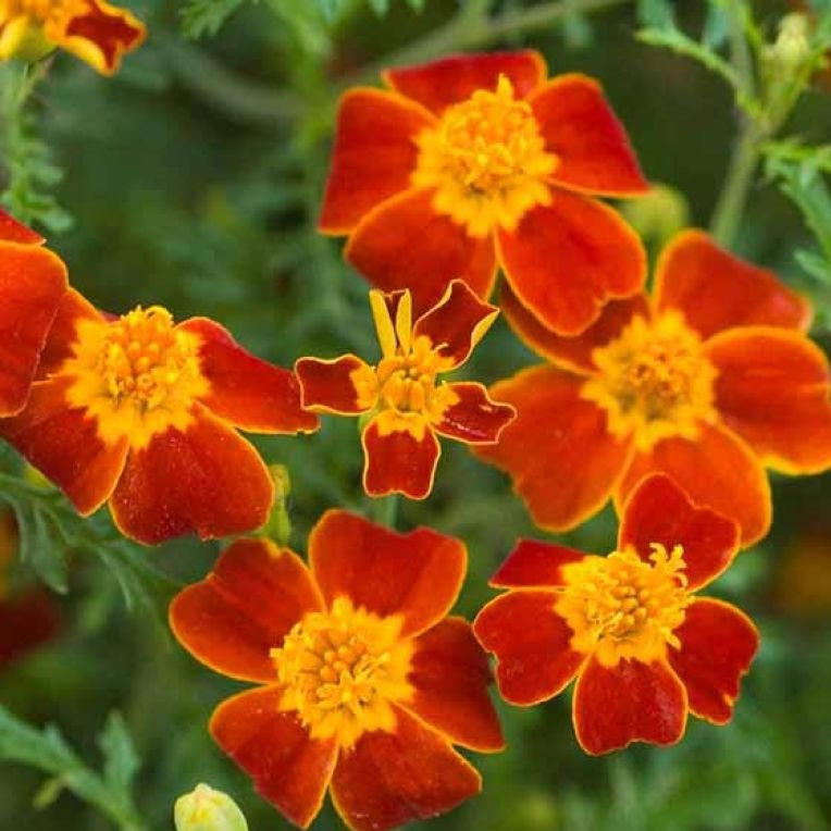 Fleurs de mini Tagètes paprika (par 25)