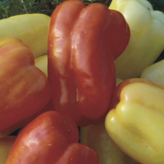 Plant de Poivron- Goldie