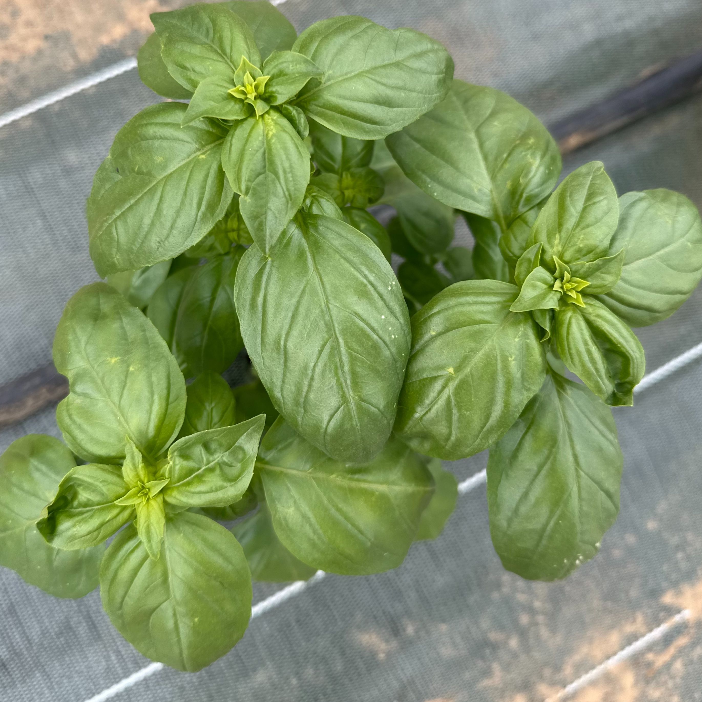 Bouquet de basilic