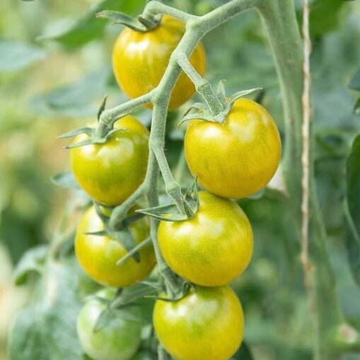Tomate cerise Green Grape - 1 plant