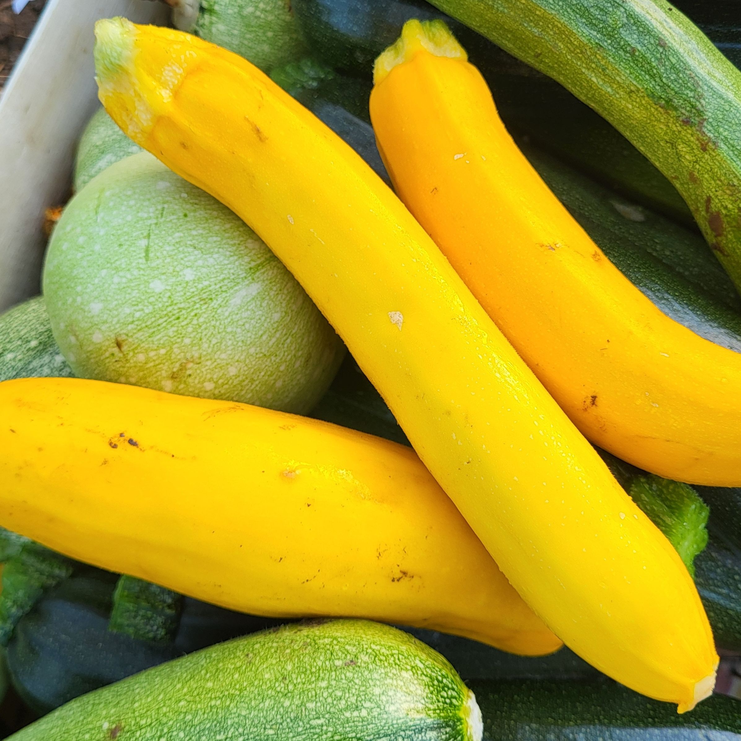 Courgettes jaunes - 400g