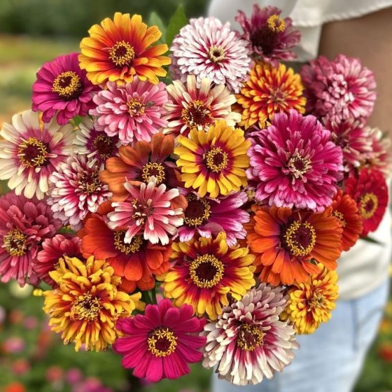 Zinnia orange, magenta (gros diamètre)