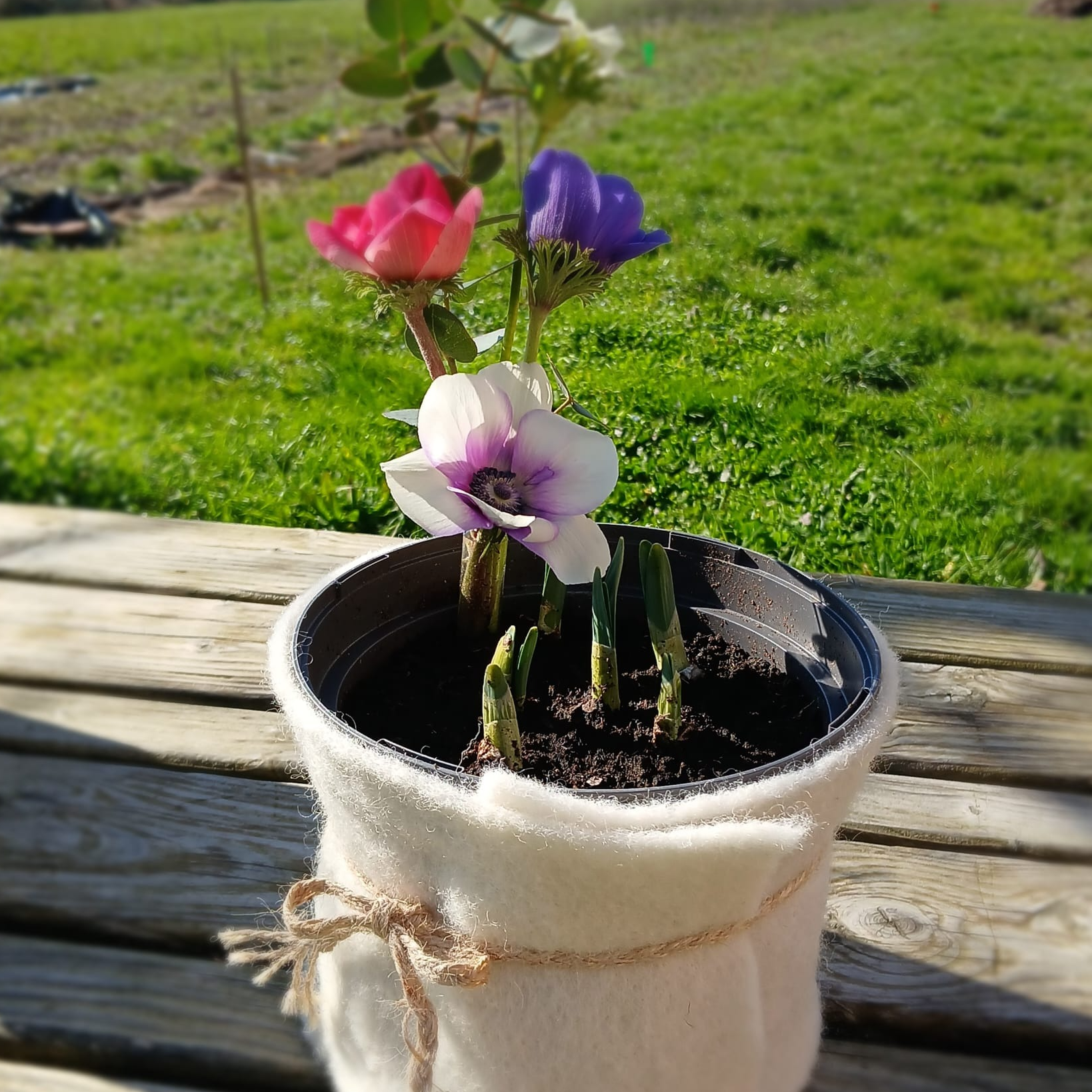 Potée de fleurs de printemps (grande, cache pot laine)