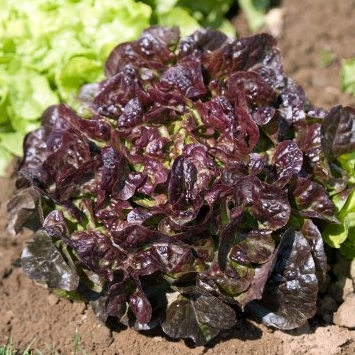 Salade Feuille de chêne rouge - 1 pièce