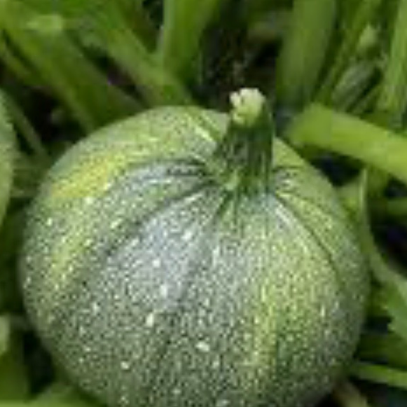 Courgette ronde