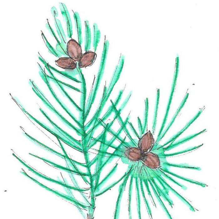 Pin sylvestre - 15ml