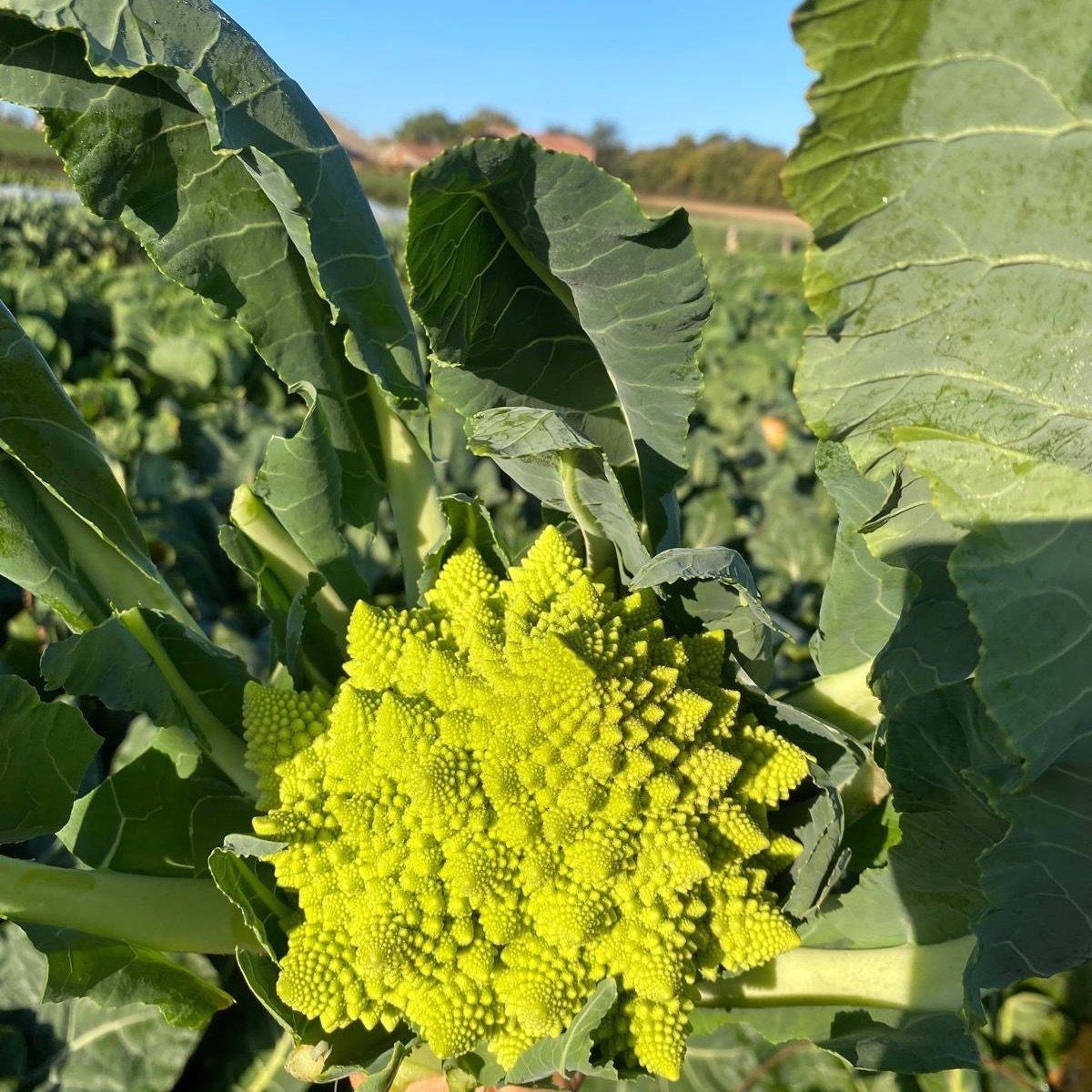 Chou Romanesco