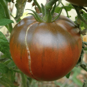 PLANT DE TOMATE Noire de Crimée