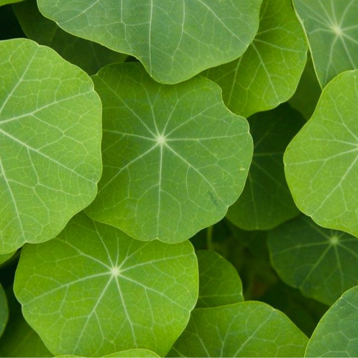 Feuilles de capucine  (par 20)