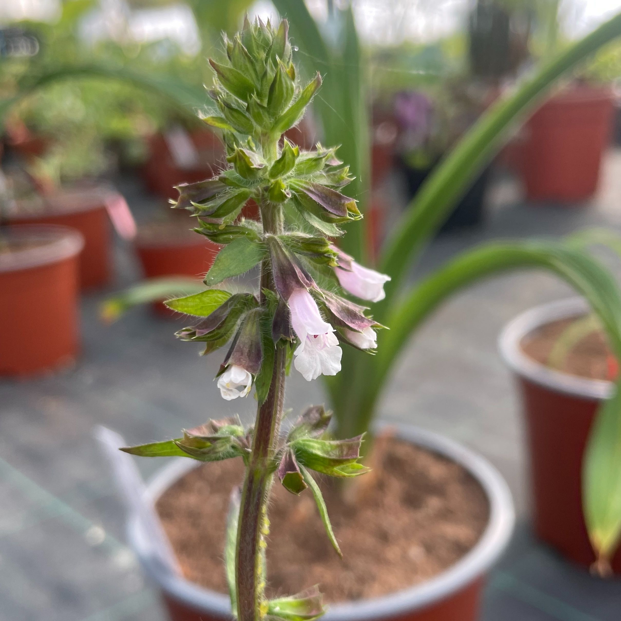 Salvia lyrata 'Purple Knockout'