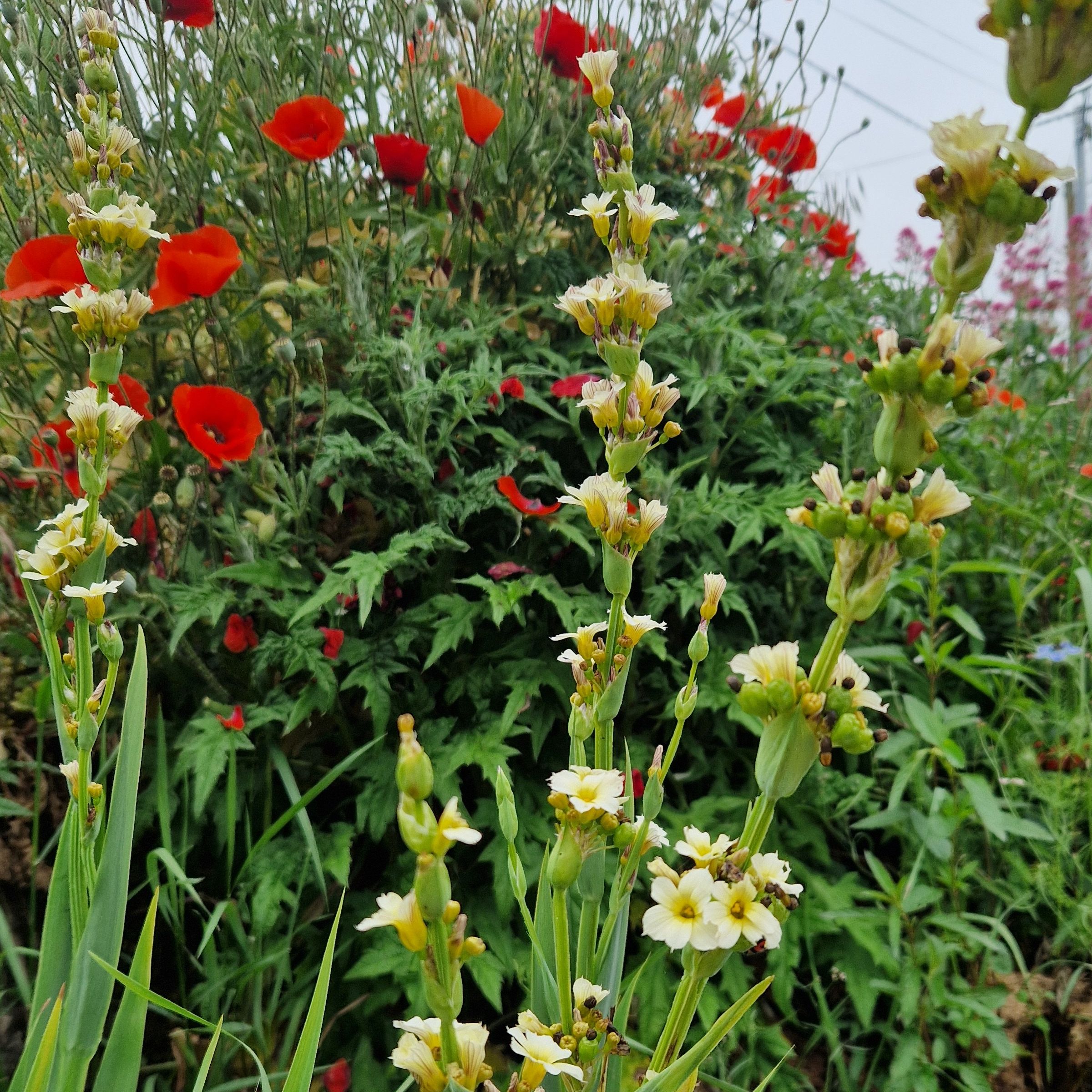 Sisyrhinchium striatum