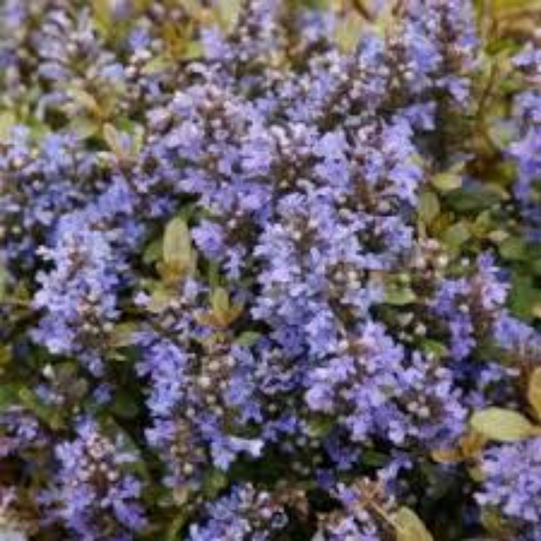 Ajuga pyramidalis ‘Metalica Crispa’