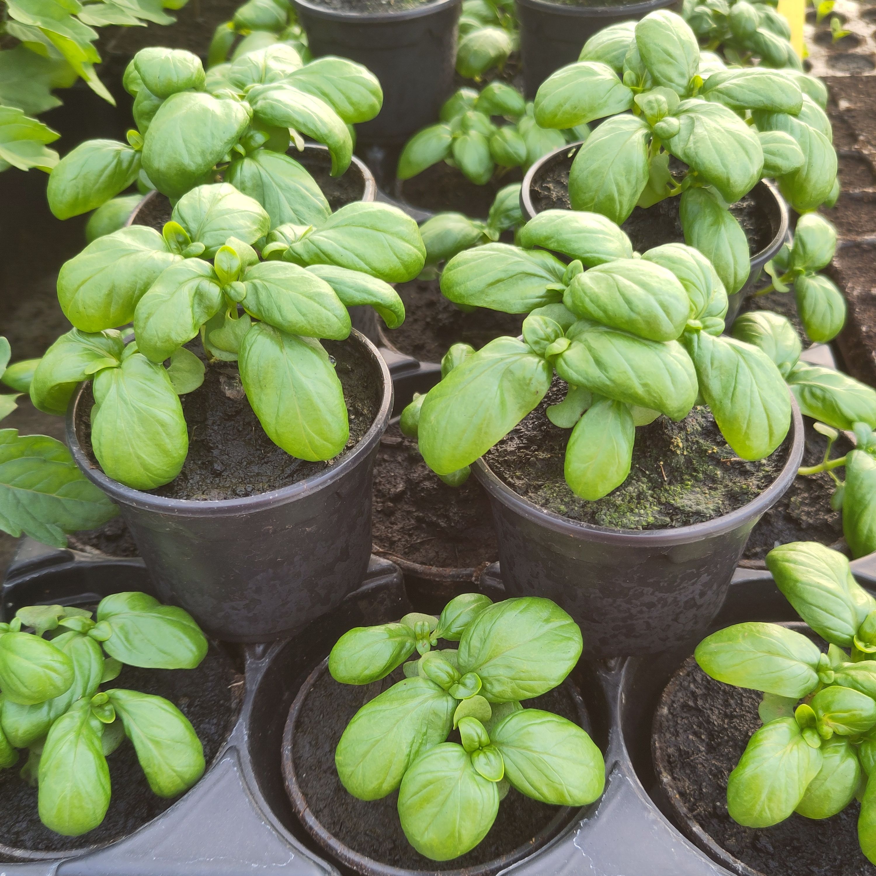 Basilic (pot)