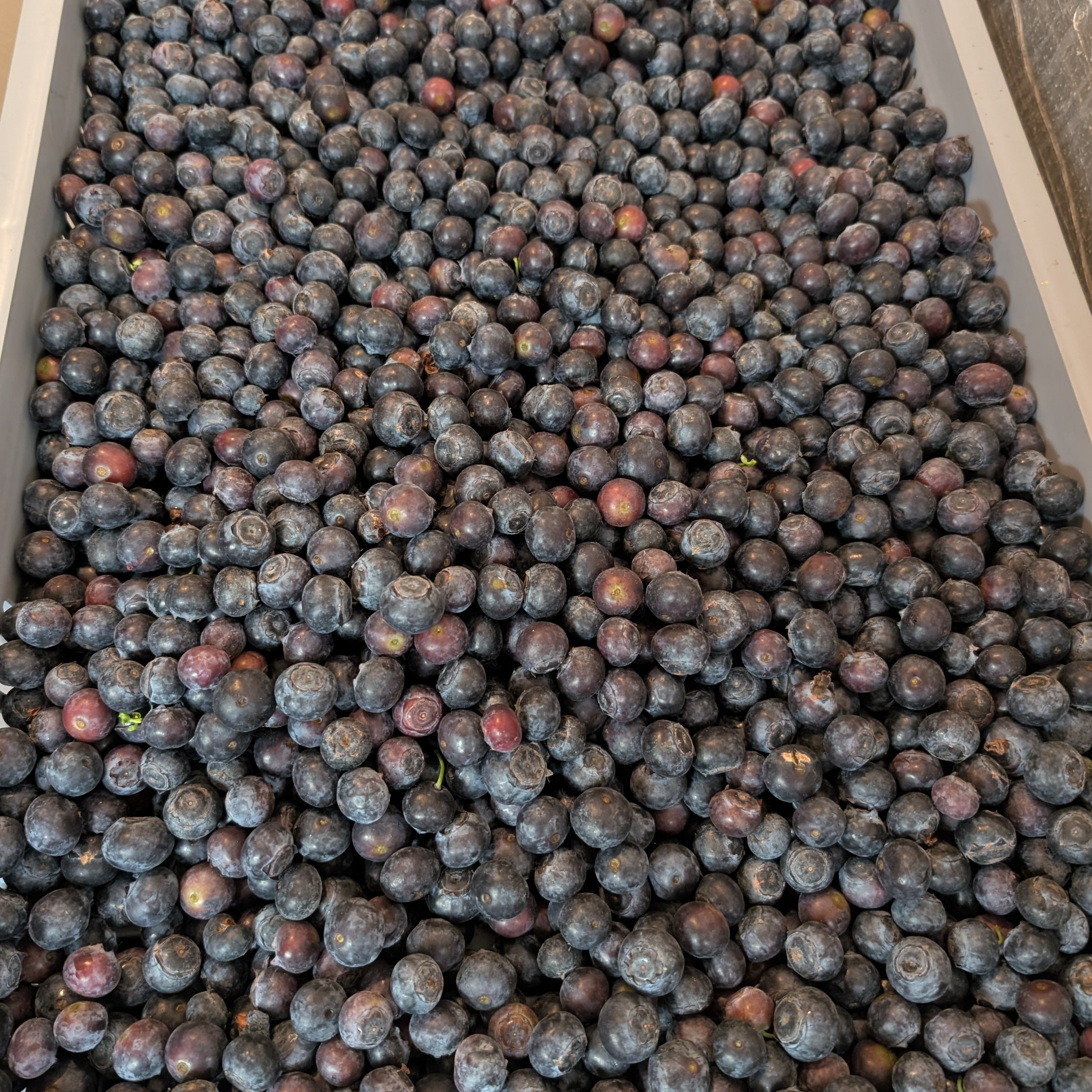 Myrtilles fraiches récoltées à la mains - 1kg
