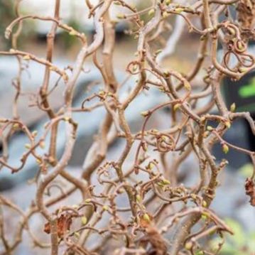 Noisetier tortueux vert - Corylus avellana "Contorta"