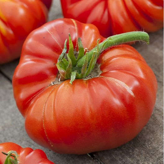 Tomate Russe rouge en godet 8 cm