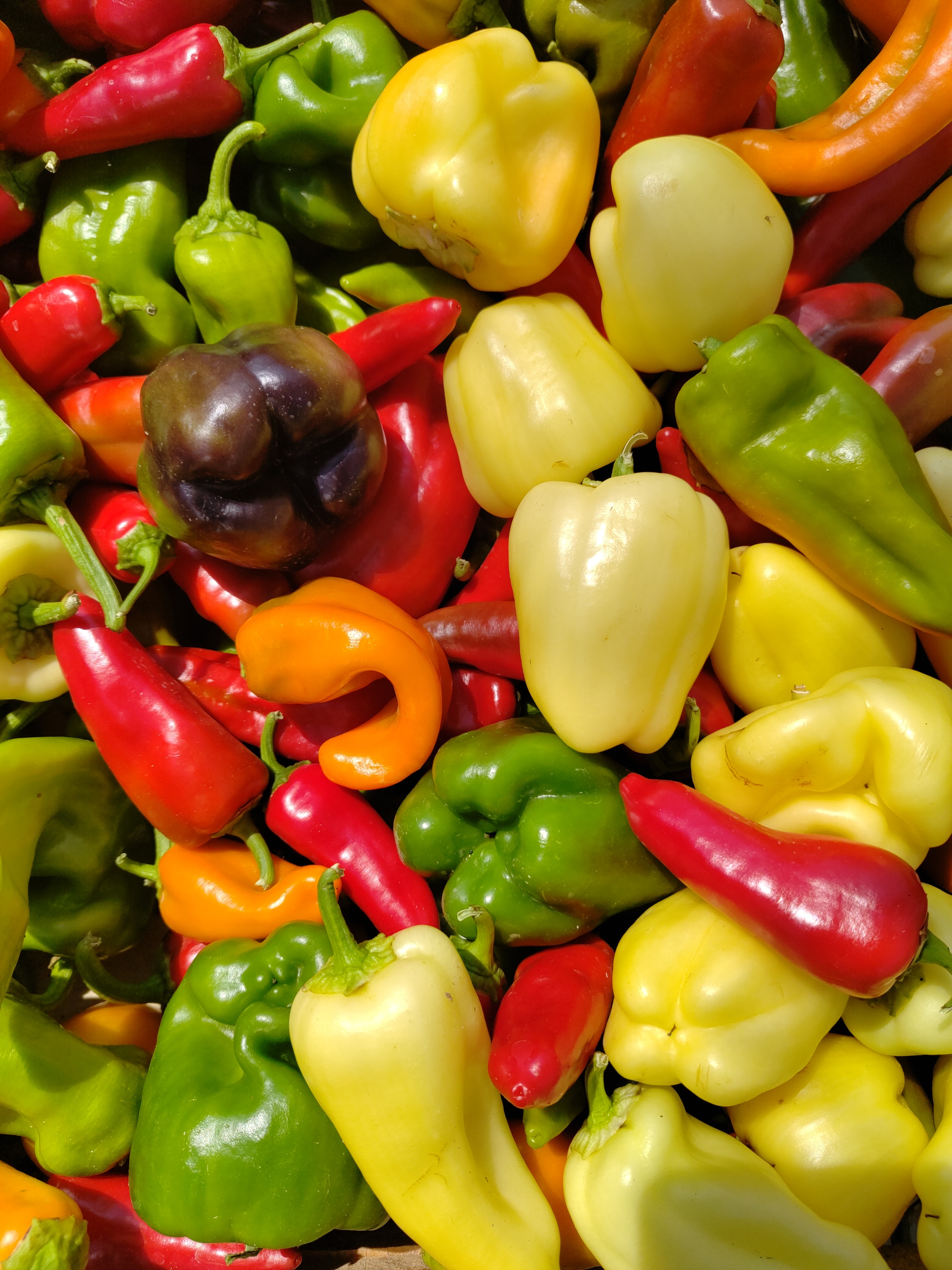 Poivrons en mélange ( vert, jaune , noir , blanc)
