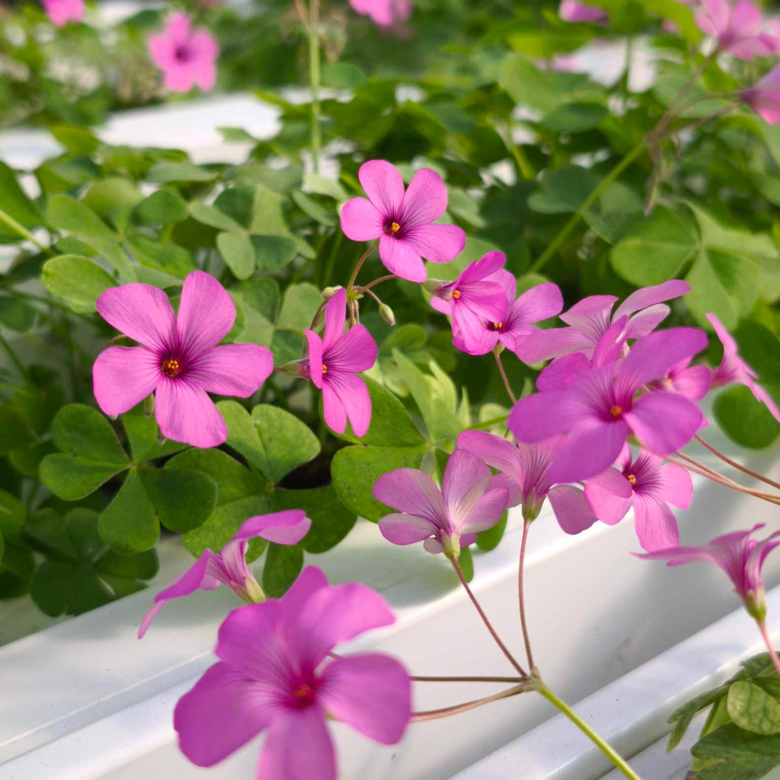 Oxalis fuschia