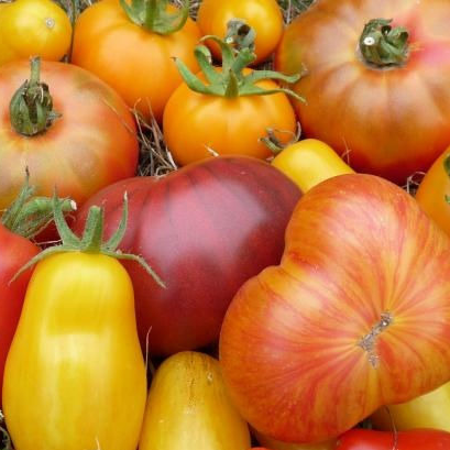 Tomates variété ancienne