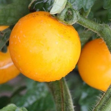 PLANT DE TOMATE Tangerine