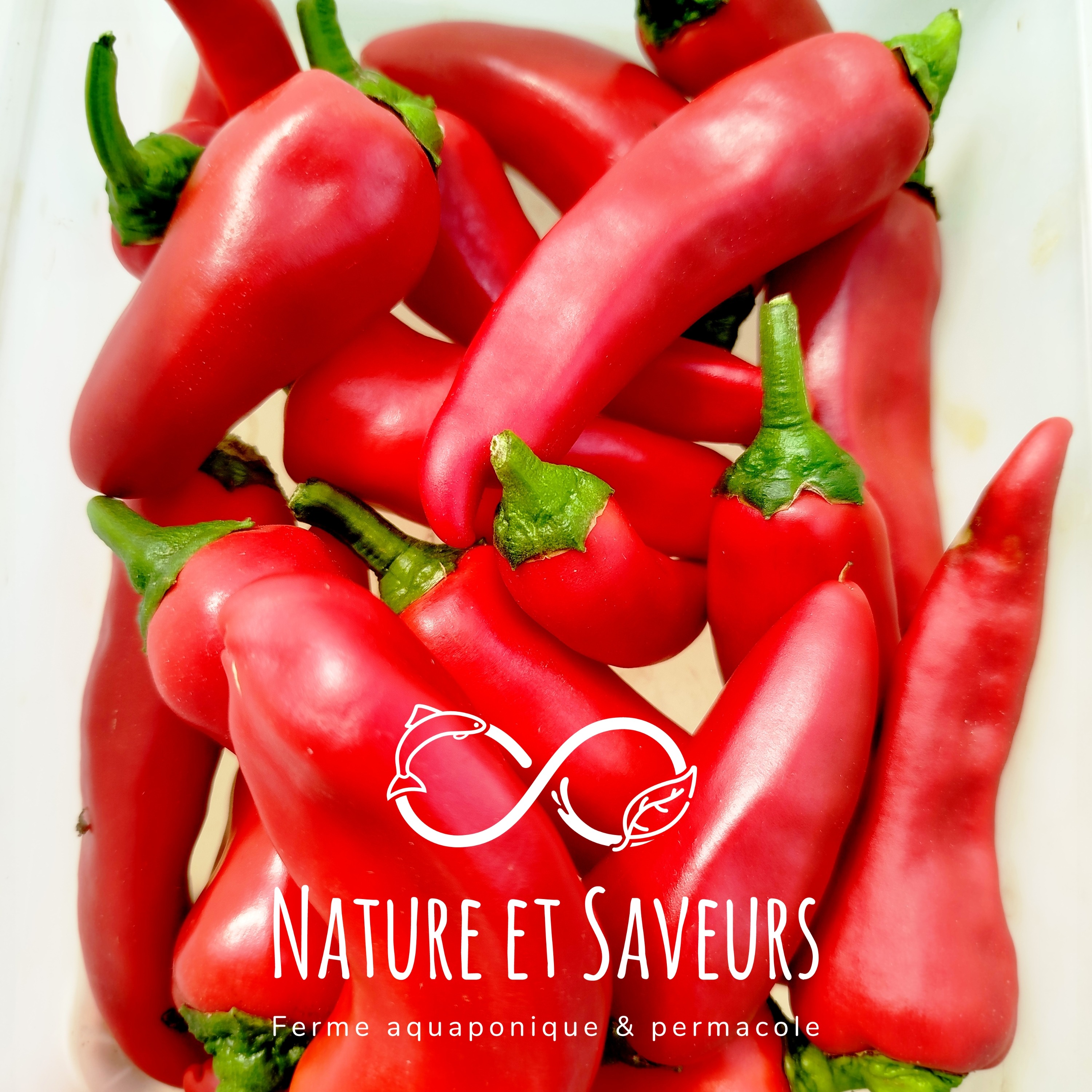 Piment Gorria frais - 20g - 20g