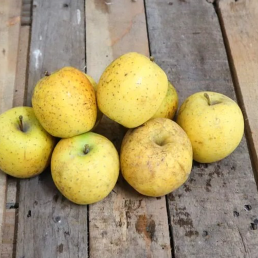 POMME GOLDRUSH DELICE D'OR