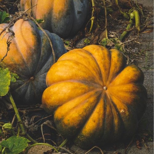 COURGE Musquée de Provence Bio