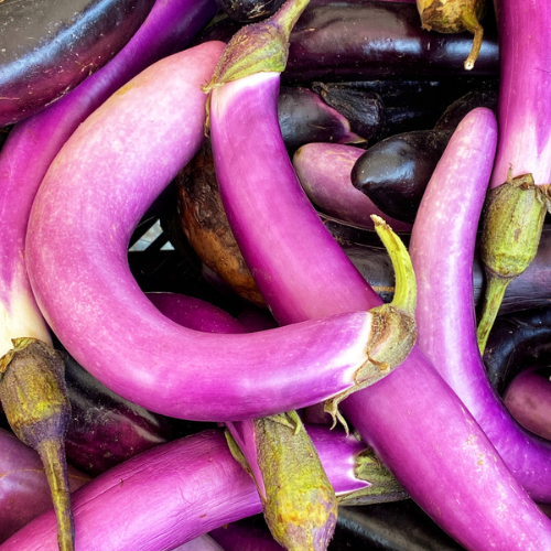 AUBERGINE Pink Lady Bio