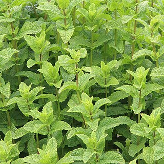 Menthe marocaine - gdt 9