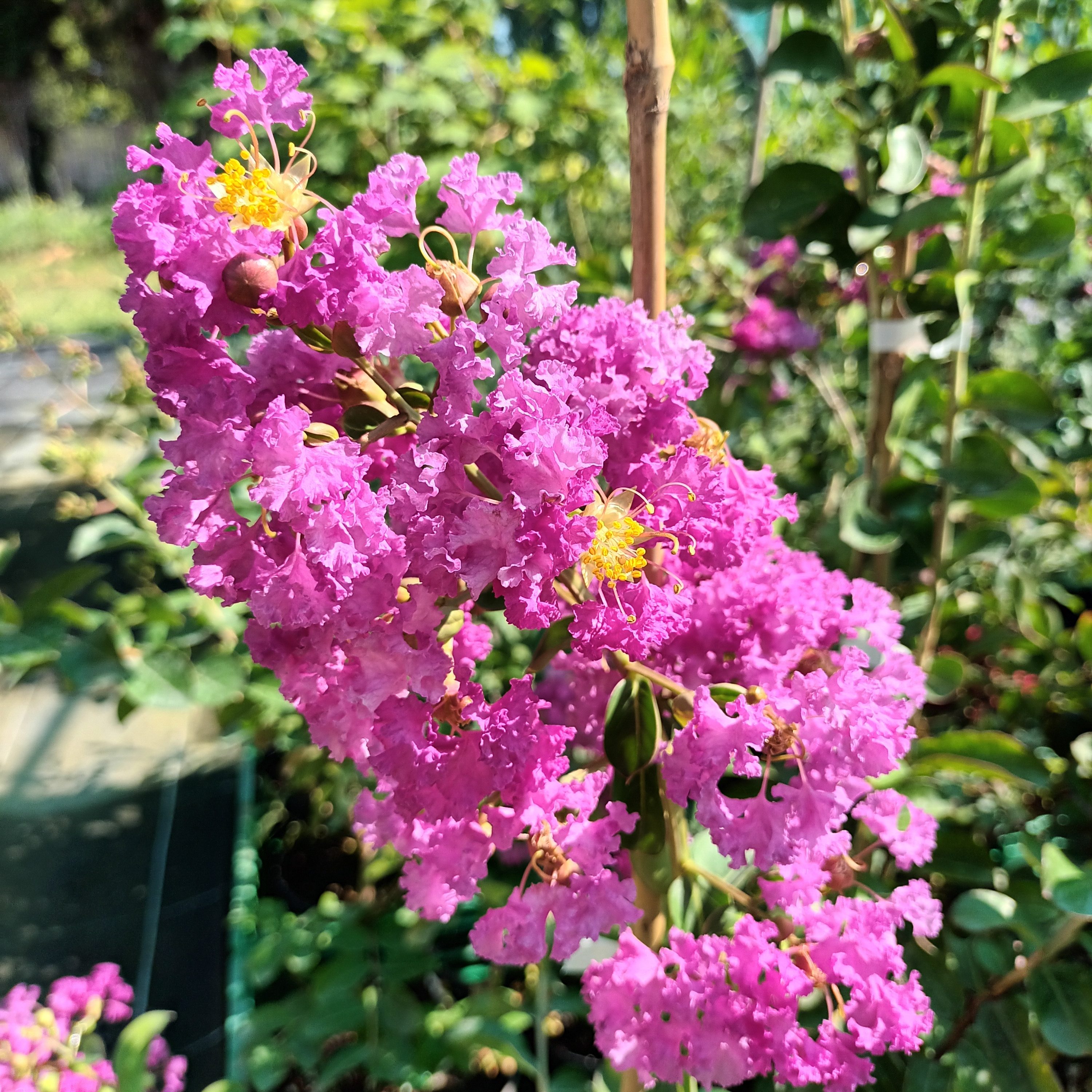 Lilas des Indes violet, Lagerstroemia violet - 3l