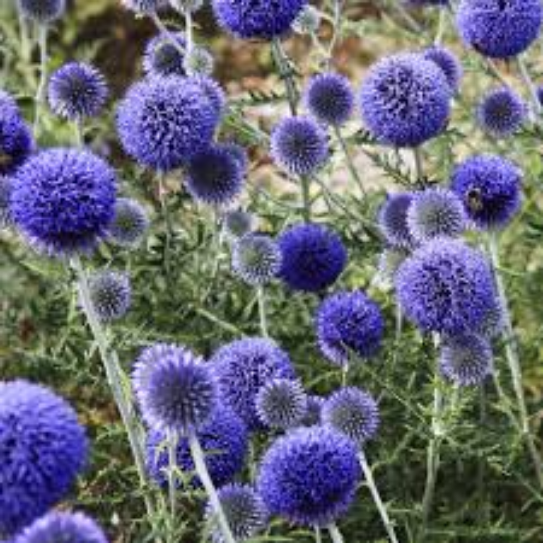 Echinops Ritro