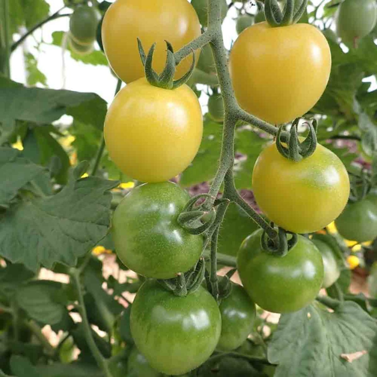 Tomate Cerise blanche snowburry