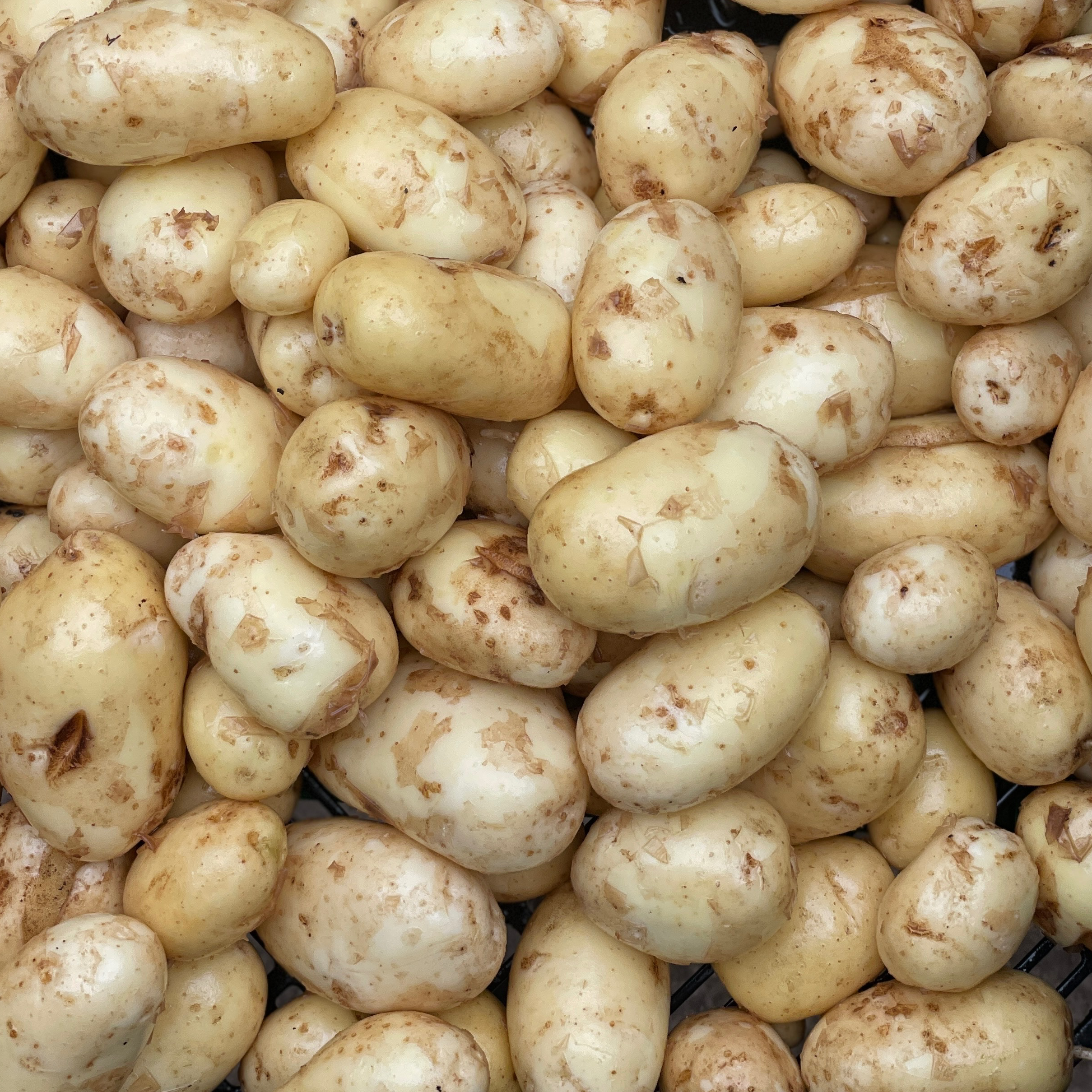 Pomme de terre nouvelle récolte 2026