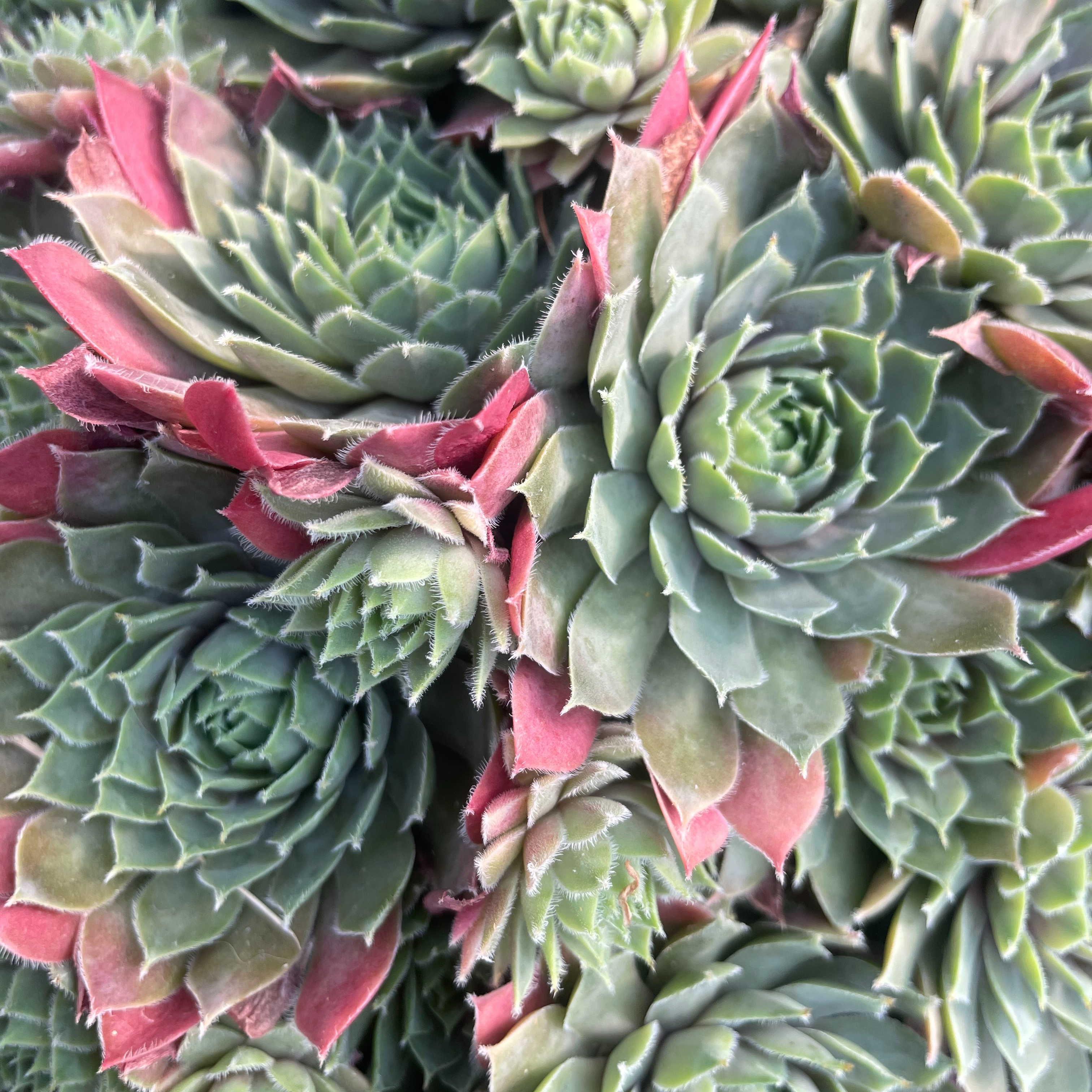 Sempervivum 'Irazu'