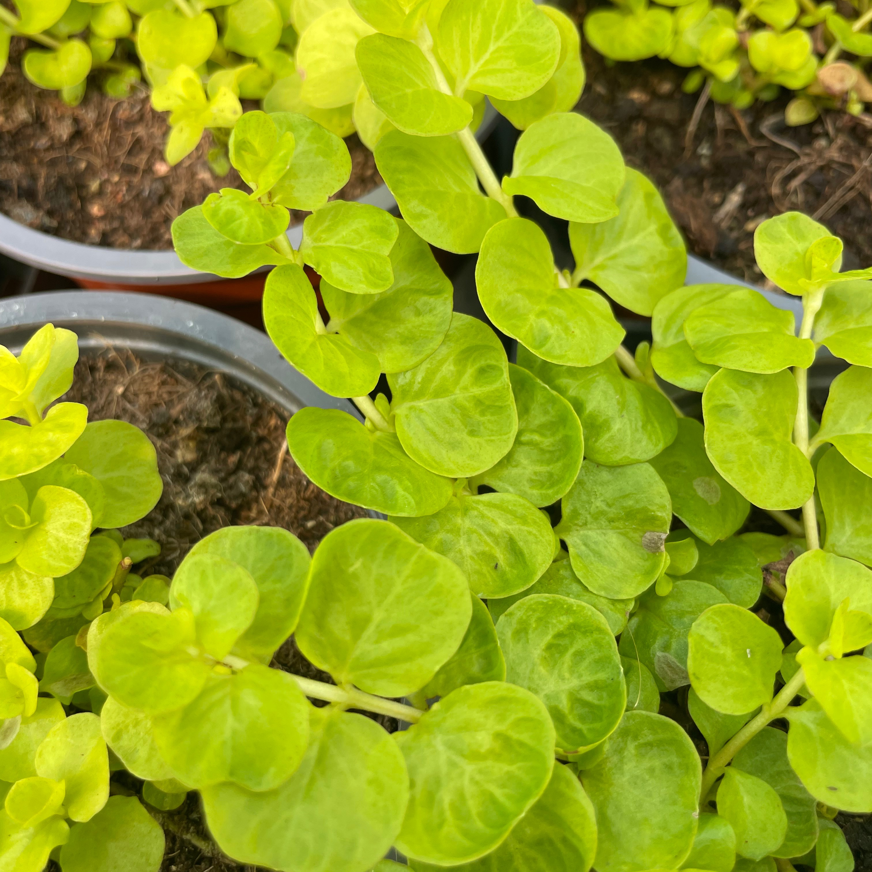 Lysimachia nummularia ‘Goldilocks’